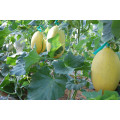 HSM08 Jiti Long oval golden yellow F1 hybrid hami melon seeds,honeydew melon